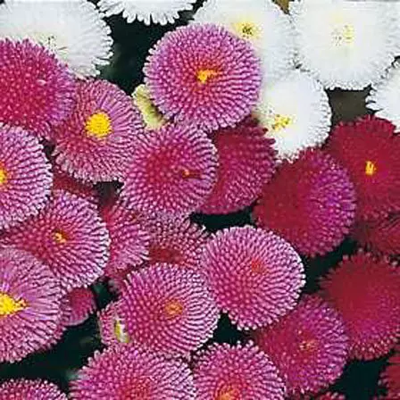 Bellis perennis pomponette is one of the most beautiful daisy flowers