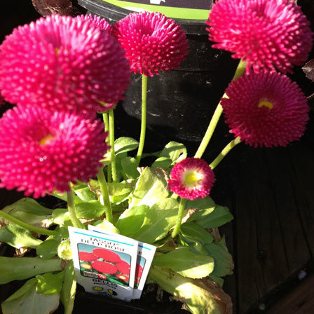 Bellis perennis tasso deep rose is one of the most beautiful daisy flowers