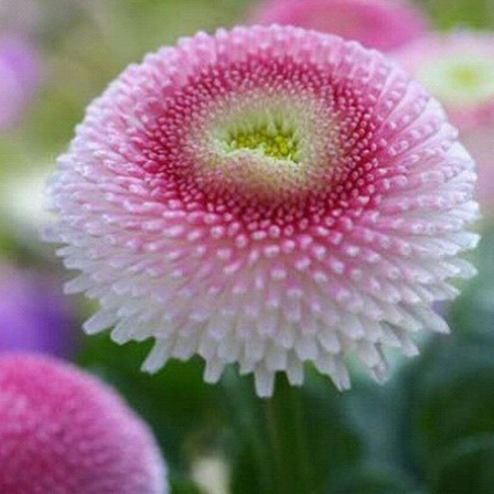 Bellis perennis tasso strawberries and cream is one of the most beautiful daisy flowers