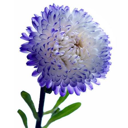 Blue tipped aster flowers