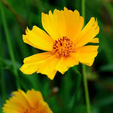 Bright yellow aster flowers