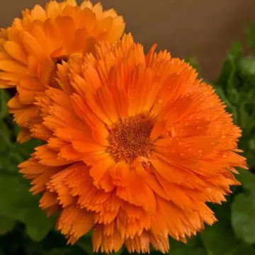 Calendula officinalis bon bon orange is a beautiful marigold flower