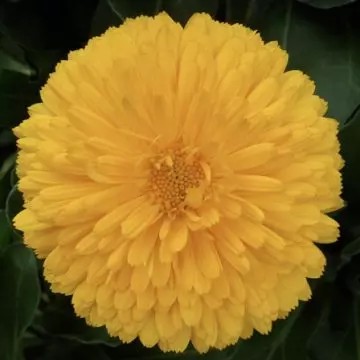 Calendula officinalis bon bon yellow is a beautiful marigold flower
