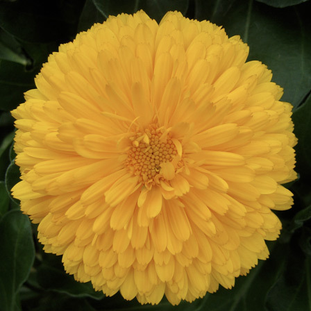 Calendula officinalis bon bon yellow is a beautiful marigold flower