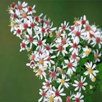 Calico aster flowers