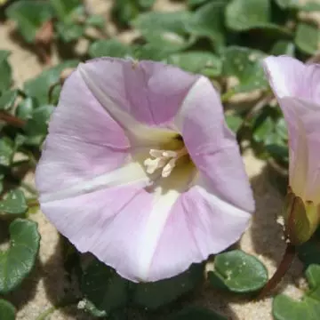 Convolvulus arvensis morning glory flowers