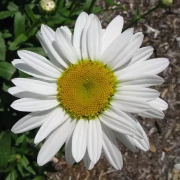 Daisy Snowcap is one of the most beautiful daisy flowers