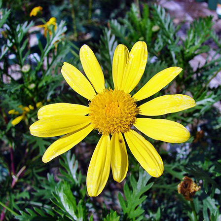 Euryops pectinatus munchkin is one of the most beautiful daisy flowers