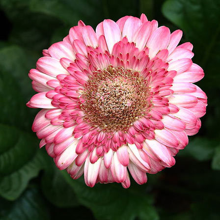 Gerbera jamesonii is one of the most beautiful daisy flowers