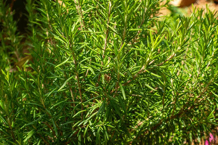 Ground Cover Rosemary