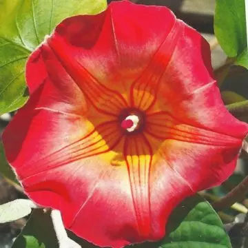 Hawaiian bell a morning glory flower