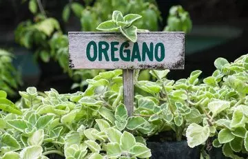 How to pick and store the best oregano
