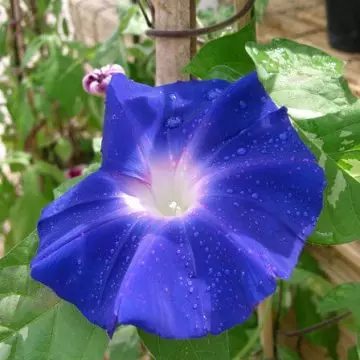 Ipomoea nil or ivy morning glory flower