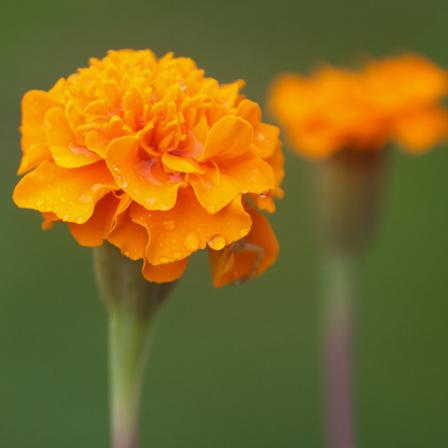 Janie deep orange marigold is a beautiful marigold flower