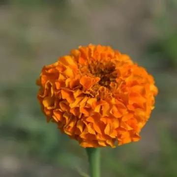 Janie deep orange marigold is a beautiful marigold flower