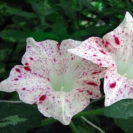 Water Moon / Suigetsu Japanese Morning Glory Seeds – 6 Open-Pollinated Seeds, Homegrown USA