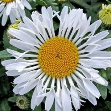 Lacrosse shasta daisy flower