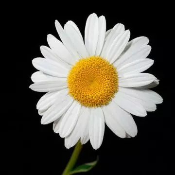 Leucanthemum X superbum daisy flower