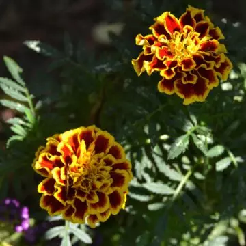 Marigold colossus is a beautiful marigold flower
