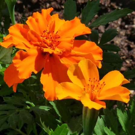 Marigold mr.majestic double is a beautiful marigold flower