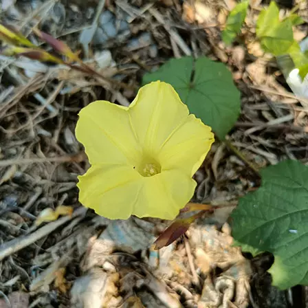 Merremia Umbellata