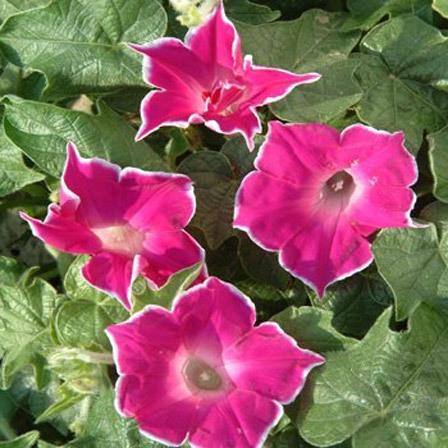 Morning glory red picotee a morning glory flower