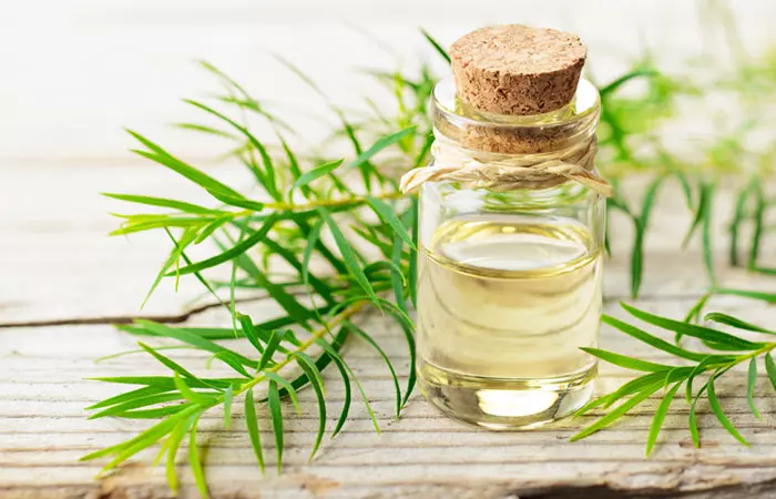 Olive and tea tree oils for dandruff control