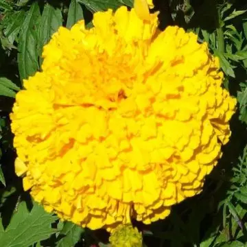 Park's whopper yellow marigold is a beautiful marigold flower