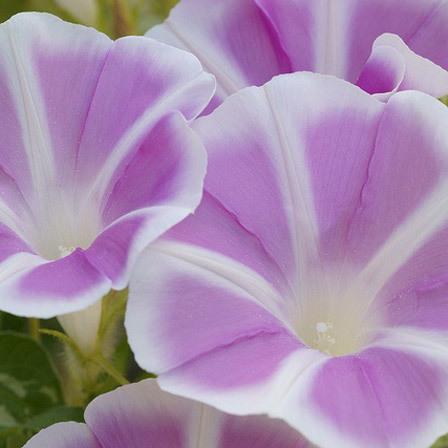 Peaceful morning glories a morning glory flower