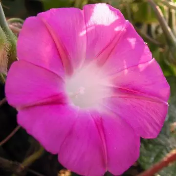 Pink morning glory flower