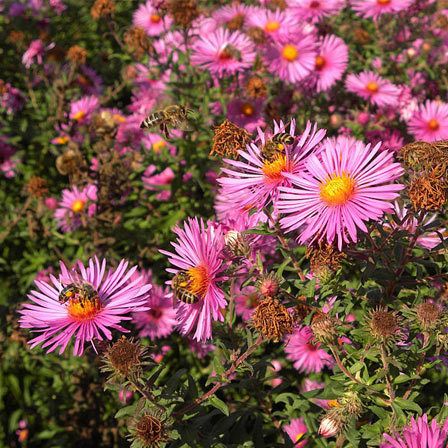 Purple dome is one of the beautiful aster flowers