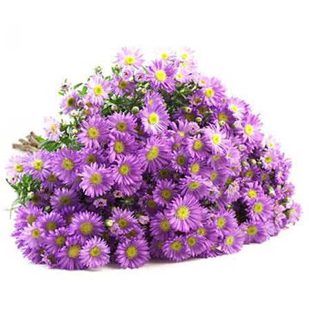 Purple monte casino is one of the beautiful aster flowers