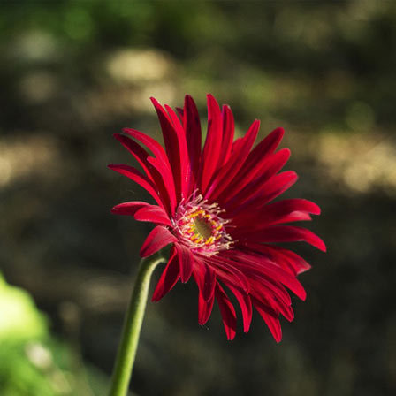 Red aster flowers