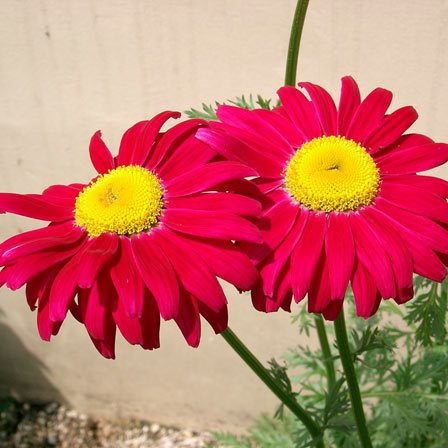 Robinson's red painted daisy flower
