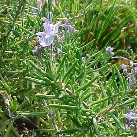 Rosemary hill hardy is one of the beautiful rosemary flowers