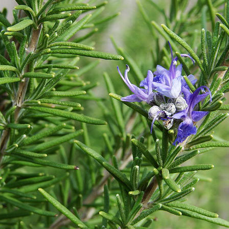 Rosemary mrs.howards is one of the beautiful rosemary flowers