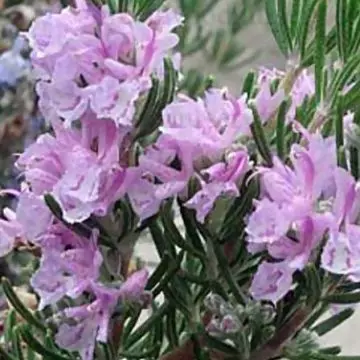 Rosemary pink flowered majorca is one of the beautiful rosemary flowers