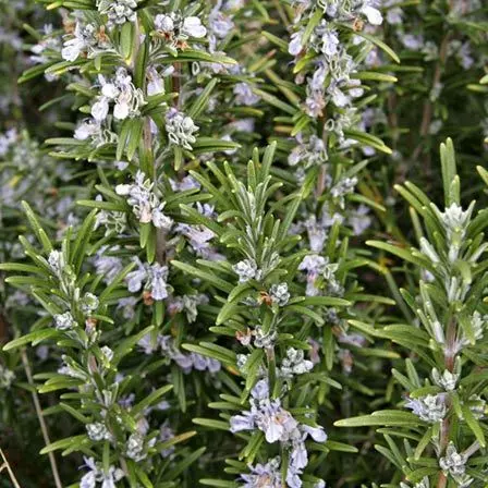 Rosmarinus officinalis benenden blue is one of the beautiful rosemary flowers