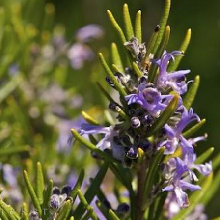 Rosmarinus officinalis blue boy is one of the beautiful rosemary flowers