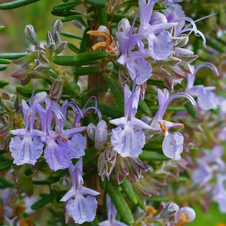 Rosmarinus officinalis prostratus is one of the beautiful rosemary flowers