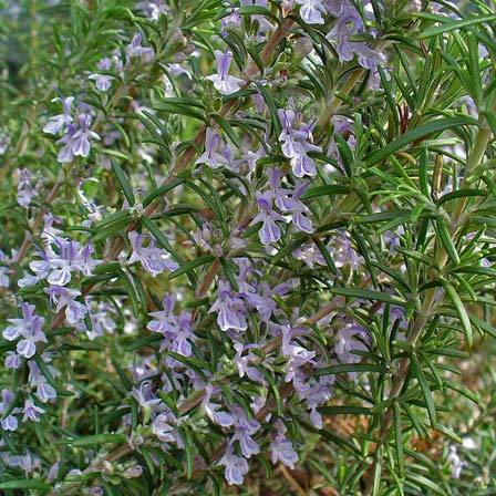 Rosmarinus officinalis spice islands is one of the beautiful rosemary flowers