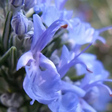Rosmarinus officinalis tuscan blue is one of the beautiful rosemary flowers