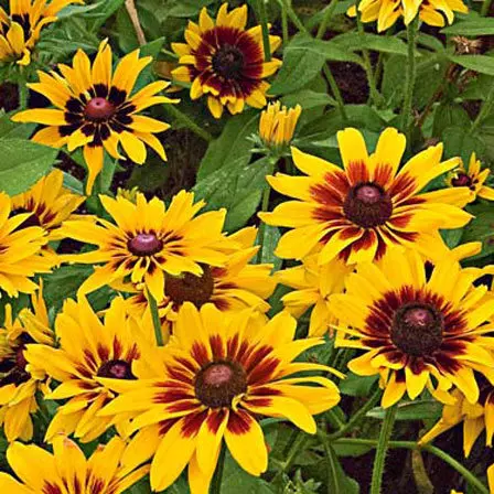 Rudbeckia hirta denver daisy is one of the most beautiful daisy flowers