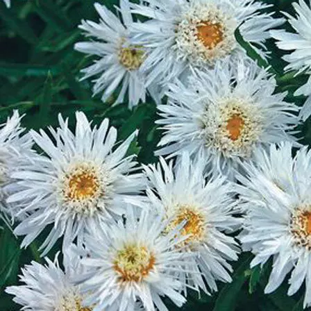 Shasta daisy aglaya is one of the most beautiful daisy flowers
