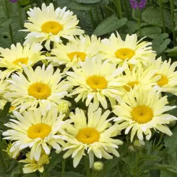 Shasta daisy banana cream is one of the most beautiful daisy flowers