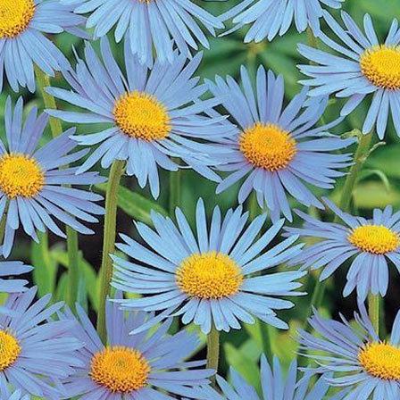 Staffa aster flowers