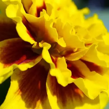 Tagetes patula aurora light yellow is a beautiful marigold flower