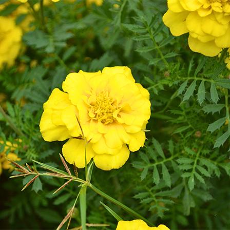 Tagetes Patula Bonanza Yellow