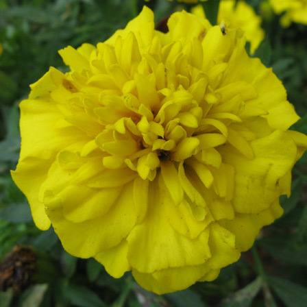 Tagetes patula bonanza yellow is a beautiful marigold flower