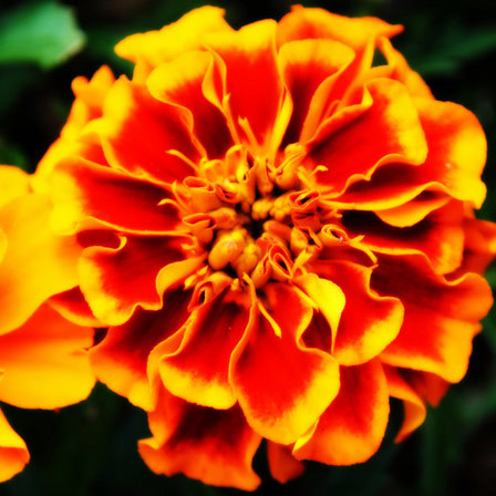 Tagetes patula safari bolero is a beautiful marigold flower